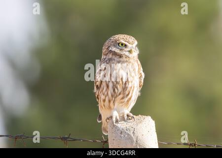 Diyarbakir, Diyarbakir, Turchia. 22 dicembre 2025. Un piccolo gufo (Athene noctua) aspetta appollaiato su un persico per cacciare topi nei giardini storici di Hevsel. (Credit Image: © Dogan Evsan/ZUMA Press Wire) SOLO PER USO EDITORIALE! Non per USO commerciale! Foto Stock
