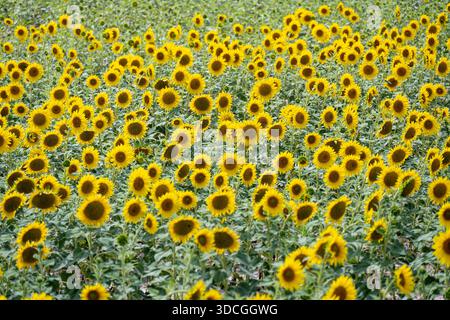Un campo vivace pieno di girasoli in fiore sotto un cielo limpido Foto Stock