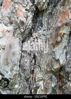 Foto stock di corteccia d'albero Foto Stock