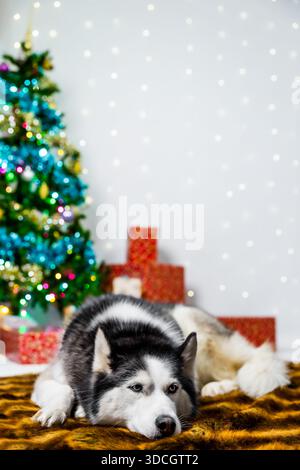 Husky siberiano che si rilassa accanto all'albero di natale e ai regali Foto Stock