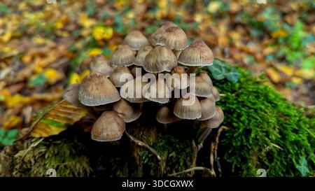 Primo piano di un gruppo di piccoli funghi selvatici bruni che crescono su un ceppo di alberi muschiati nella foresta di Siebengebirge in autunno, Renania settentrionale-Vestfalia, G. Foto Stock