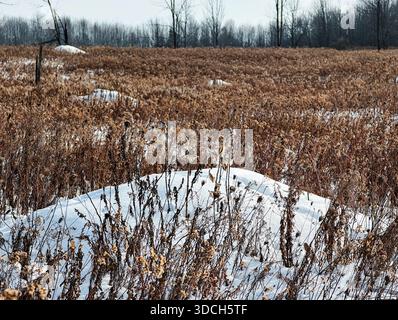 Vegetazione invernale secca attraverso un ampio prato innevato con basse colline ondulate in un tranquillo paesaggio invernale. Foto Stock