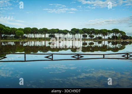 Riflesso simmetrico di pini di pietra nelle acque calme della Laguna de San Lazaro vicino al Parco Nazionale di Doñana in Andalusia, Spagna. Foto Stock