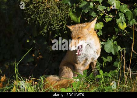 Volpe rossa (Vulpes vulpes) seduta pacificamente al sole sotto un ginepro e un edera tra erba e foglie autunnali, con un aspetto tranquillo e rilassato a sinistra Foto Stock