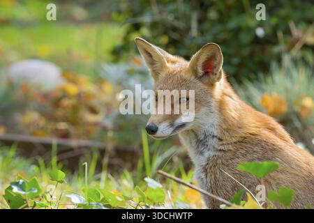 Volpe rossa (Vulpes vulpes) seduta pacificamente al sole tra erba e foglie, con un aspetto tranquillo, rilassato e attento alla sinistra, tombe e prato i Foto Stock