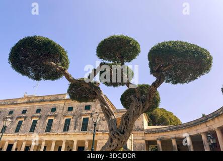 Palazzo di San Michele e San Giorgio a Corfù, Grecia, incorniciato dall'albero scolpito. Architettura neoclassica e fascino mediterraneo Foto Stock