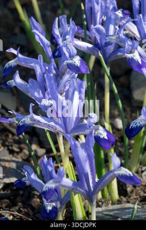 Iris nani blu in fiore, Iris 'Clairette', Iris reticulata, in un giardino primaverile Foto Stock