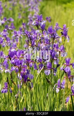Iris sibirica blu siberiana iride prato Foto Stock