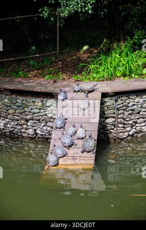 Gli scivoli dello stagno si crogiolano su una piattaforma di legno sopra l'acqua del torrente nel parco arboreto culture meridionali. Sirio. Krasnodar Krai. Russia Foto Stock