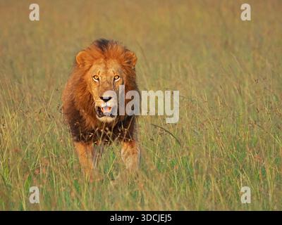 Leone maschio di grossa taglia (Panthera leo) che cammina verso la macchina fotografica nel bagliore dorato dell'alba a Masai Mara Conservancies, Greater Mara, Kenya, Africa Foto Stock