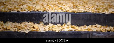 Foglie autunnali su gradini di pietra da utilizzare come texture di sfondo Foto Stock