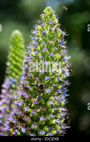 Orgoglio di Madeira Echium candicans, Spike Foto Stock