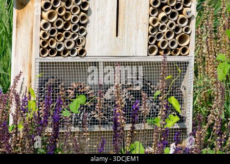 Hotel di insetti in legno circondato da vibranti fiori viola in un giardino soleggiato Foto Stock