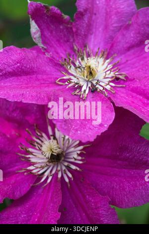Due fiori Clematis "Ernest Markham" in fiore in un giardino all'aperto Foto Stock
