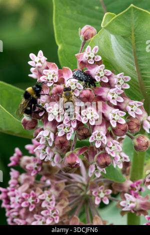 Un'ape del miele e un bumblebee che raccolgono nettare su fiori rosa di un'alga comune, Asclepias syriaca. Foto Stock