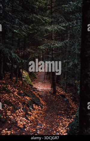 Stretto sentiero escursionistico attraverso la Foresta di conifere scura in autunno Foto Stock