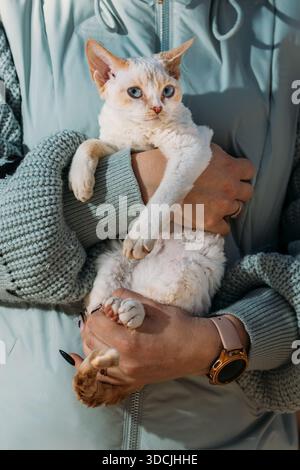 Gatto Devon Rex obbediente con pelliccia grigia bianca seduto sulle mani. Curioso giocoso divertente carino fantastico Devon Rex Cat Look at camera. Ritratto dei gatti. Grassetto BL Foto Stock
