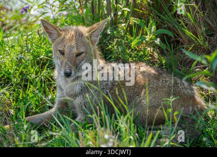 Gray Fox sudamericana o Patagonia Fox Lycalopex griseus che riposa sotto un cespuglio durante il giorno - Ibera Wetlands Foto Stock