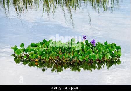 Giacinto d'acqua i crassipi di Pontederia galleggiano su una laguna d'acqua dolce nelle zone umide di Ibera in Argentina - una specie attraente ma invasiva Foto Stock