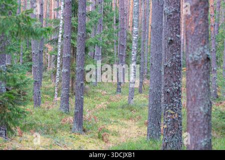 La foresta a ottobre. Una passeggiata nelle profondità della foresta in autunno. Alberi decidui e conifere, sfondo forestale naturale. Foto Stock