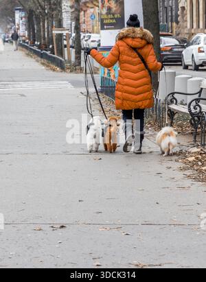 Vista posteriore di una donna con un pelo arancione brillante che cammina con i barboncini bianchi e marroni sulla strada urbana in autunno inverno Foto Stock