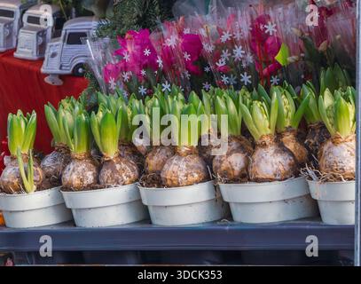 Foto in primo piano orizzontale a livello degli occhi di file di lampadine di Giacinto verde in pentole bianche e ciclamini rosa in un involucro decorativo in un mercato stagionale Foto Stock