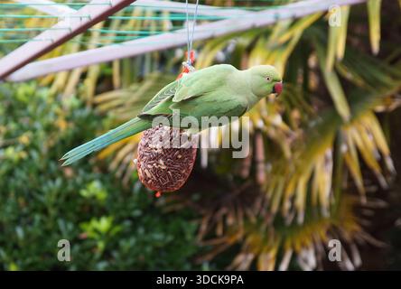 Parco con collo ad anello, parco con anello di rosa (Psittacula krameri). Rete con semi di girasole, arachidi. Palma mulino a vento, Trachycarpus fortunei Foto Stock