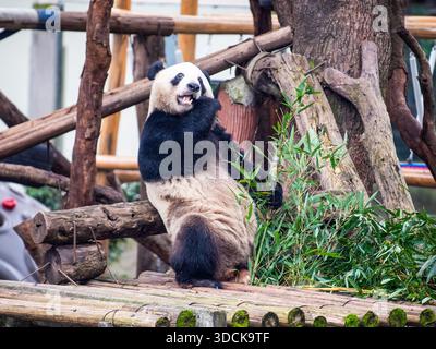 (251223) -- PECHINO, 23 dicembre 2025 (Xinhua) -- Un panda gigante mangia bambù allo zoo di Chongqing nel comune di Chongqing, nella Cina sud-occidentale, 22 dicembre 2025. Lunedì, la parte inferiore della casa dei panda giganti dello zoo di Chongqing ha completato la sua ristrutturazione e ha accolto i panda giganti per trasferirsi. (Xinhua/Tang Yi) Foto Stock