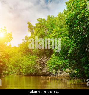 Un tranquillo fiume tropicale scorre attraverso una fitta e soleggiata foresta di mangrovie sotto un cielo luminoso. Foto Stock