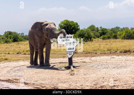 Elefante africano (Loxodonta africana) toro con il suo tronco sul segno equatore in Ol Pejeta Conservancy, Kenya Foto Stock