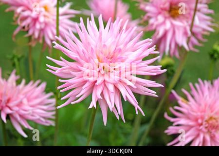 Cactus dahlia «Dark Princess» di colore rosa chiaro in fiore. Foto Stock