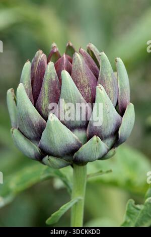 Carciofo del globo. Carciofo Violet Globe, verdura gourmet nota per i boccioli di fiori tinto di viola Foto Stock