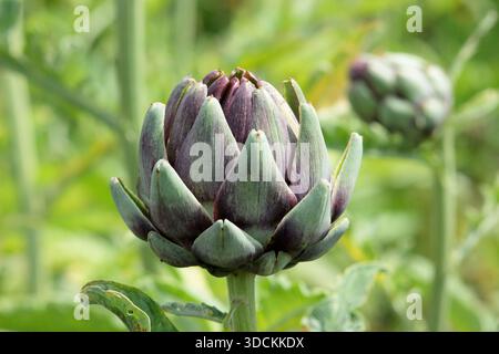 Carciofo del globo. Carciofo Violet Globe, verdura gourmet nota per i boccioli di fiori tinto di viola Foto Stock
