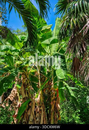 Lussureggianti piante verdi di banane con grandi foglie in una fitta giungla sotto un cielo blu. Autentica vegetazione tropicale catturata dalla luce naturale del sole. Foto Stock