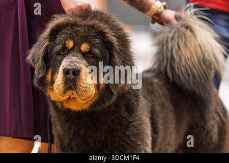 Un mastice tibetano (Canis lupus familiaris) si erge tranquillamente sul pavimento dello show, con il suo massiccio corpo peloso e la sua espressione seria evidenziata come un boccone da gestore Foto Stock