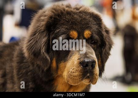Il Mastiff tibetano Canis lupus familiaris si erge tranquillamente, osservando le persone, la pelliccia scura è prominente Foto Stock