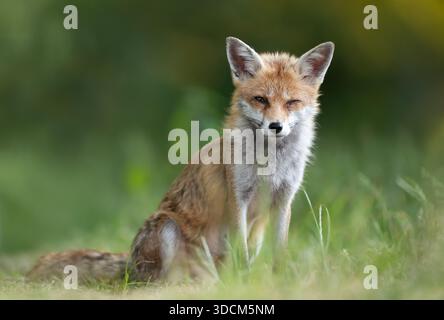Ritratto a livello degli occhi di una volpe rossa selvatica (Vulpes vulpes) seduta tranquillamente su erba verde con una profondità di campo bassa nell'habitat naturale, Regno Unito. Foto Stock