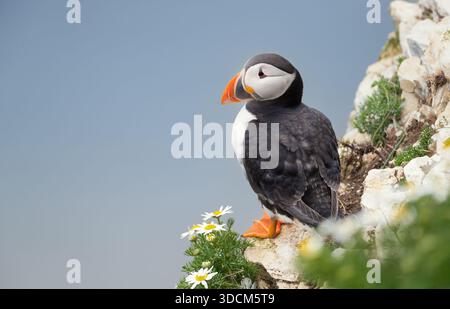 Un carismatico Puffin Atlantico (Fratercula arctica) arroccato su una scogliera rocciosa con fiori a margherita bianchi contro un cielo blu, Regno Unito. Foto Stock