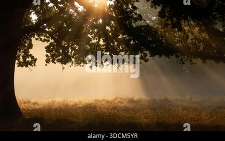 La calda luce del sole dorata filtra tra i rami di un grande albero di quercia, illuminando nebbia e erba coperta di rugiada in un tranquillo prato all'alba. Foto Stock