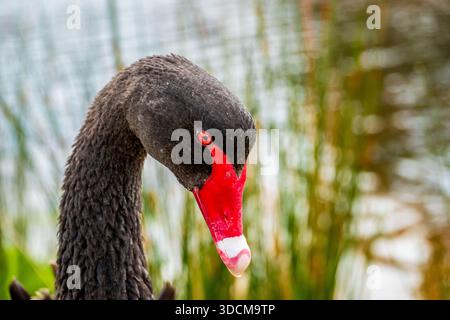Primo piano della testa di un cigno nero solitario in Tasmania, Australia Foto Stock
