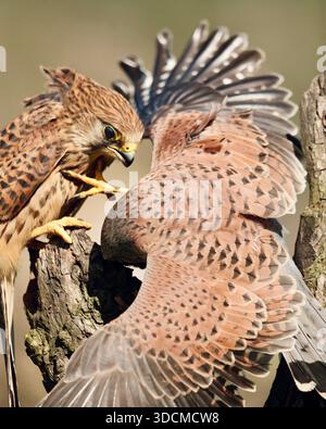 Due kestrels eurasiatici (Falco tinnunculus) in un confronto aggressivo, mostrando un comportamento territoriale o competitivo sulle prede mentre si nutrono. Foto Stock