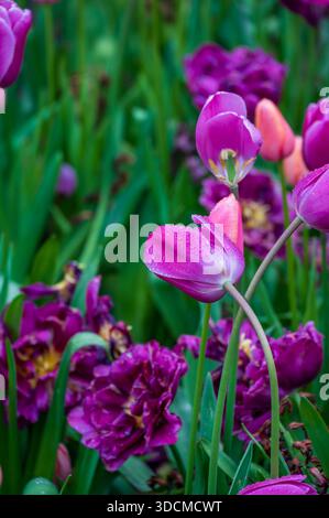 Tulipani viola e magenta con gocce d'acqua nel giardino primaverile Foto Stock