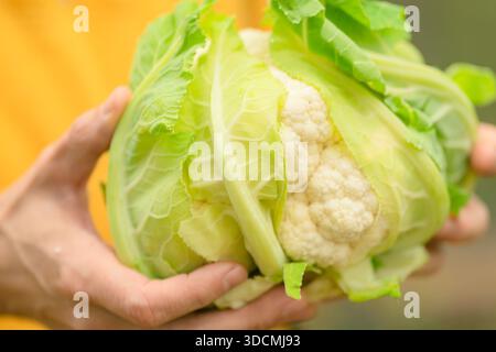 Primo piano del cavolfiore in mani maschili. Agricoltore che detiene orto biologico fresco dall'orto. Tempo di raccolta, cibo naturale e stile di vita sano. Foto Stock