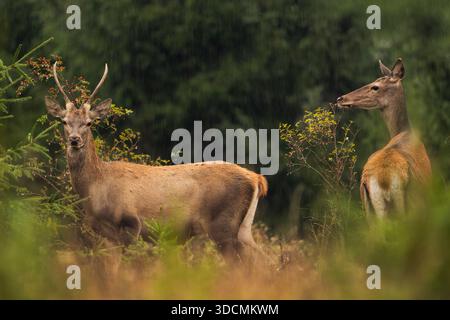 Giovane cervo rosso con corna a spiga e un posteriore in piedi sotto una leggera pioggia ai margini di una foresta di conifere, con bacche di rosa canina e vegetazione bagnata nel Foto Stock