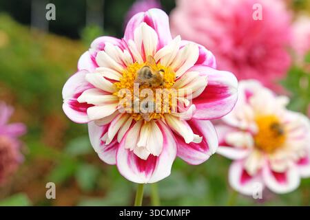 Un bumble bee siede sulla collarette rosa e bianca dahlia, «Bumble Rumble» in fiore. Foto Stock