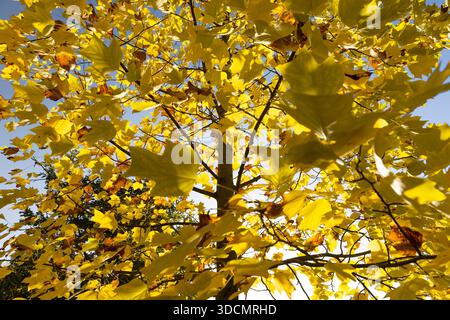 fogliame giallo brillante e arancio dell'albero di tulipani nella stagione autunnale, clima luminoso nel parco con splendide foglie gialle sui rami del th Foto Stock