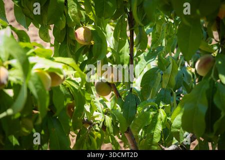Pesche non mature che crescono sugli alberi in un frutteto, simboleggiano la crescita, l'agricoltura e le prime fasi di una generosa raccolta di frutti sotto il sole naturale Foto Stock