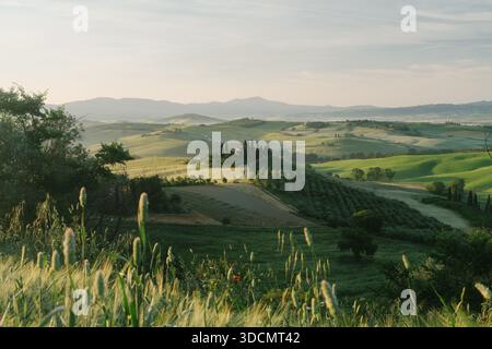 Tuscany rolling hills landscape with lush green meadows at sunrise, Val d'Orcia, Italy Foto Stock