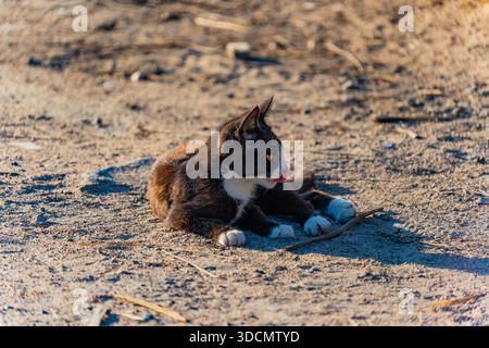 Un gatto randagio è disteso su una strada rurale polverosa e il suo corpo si estende comodamente. La pelliccia del gatto è un mix di marrone e nero con macchie bianche, creando Foto Stock
