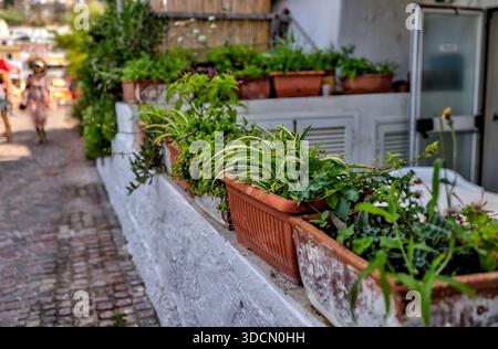 Terrazze e giardini sulla scogliera che si affacciano sulle acque turchesi nel villaggio di Sant'Angelo, Ischia, Campania, Italia. Foto Stock